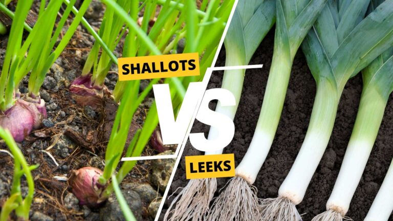 Shallots vs Leeks